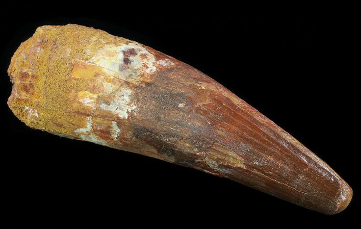Huge, Spinosaurus Tooth - Composite Tooth #64592